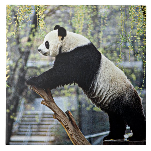 Giant Panda (Frente)