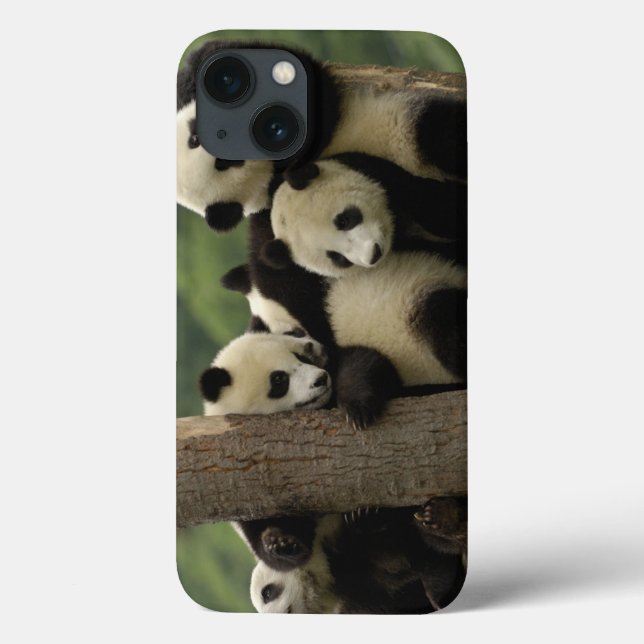 Giant panda babies Ailuropoda melanoleuca) (Verso)