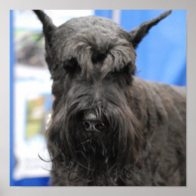 Giant Schnauzer Poster (Frente)