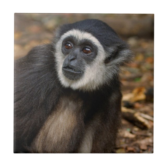 Gibão-de-mãos-brancas (Hylobates Lar), Monkeyland (Frente)