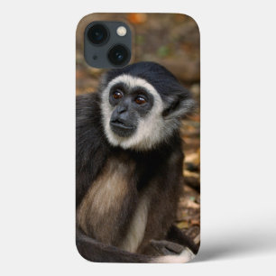 Gibbon Branco-Entregue (Lar) do Hylobates,