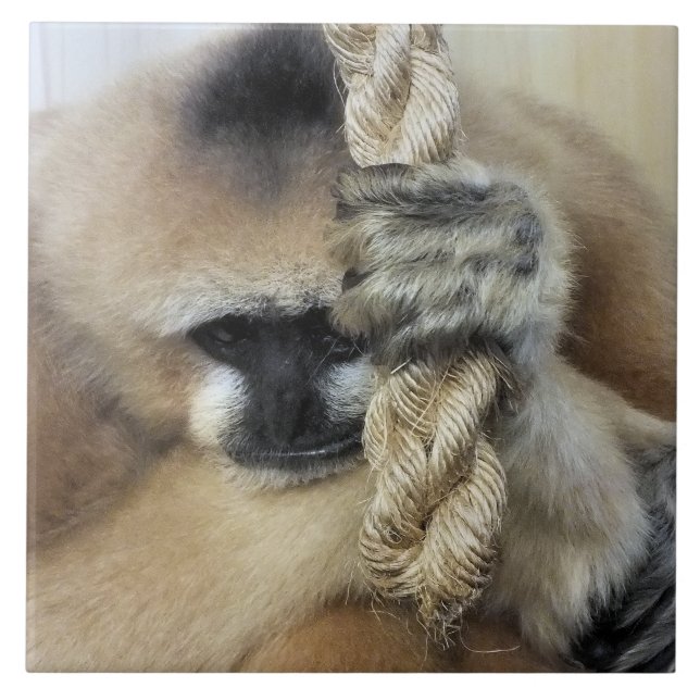 GIBBON MONKEY (Frente)
