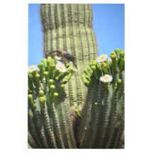 Gila Woodpecker e Cactus Blooms