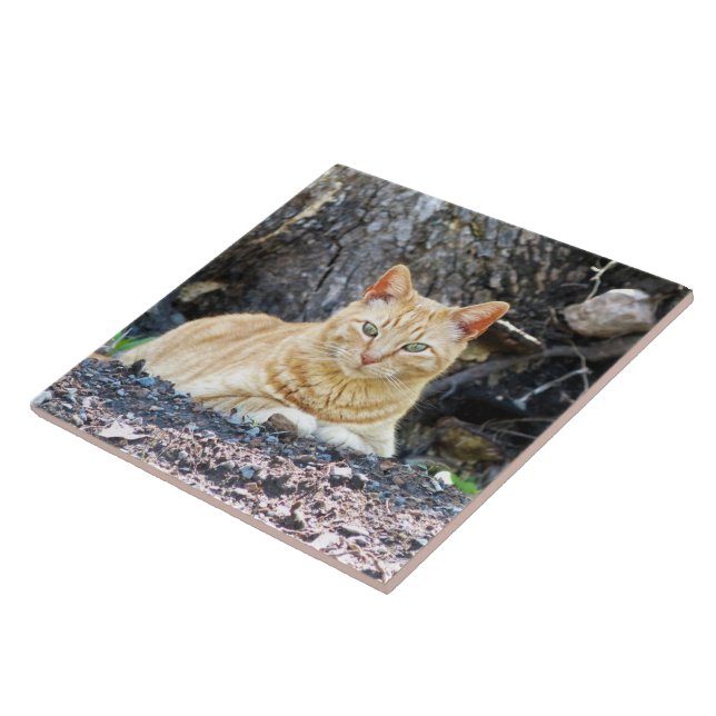Ginger Boy (Lateral)