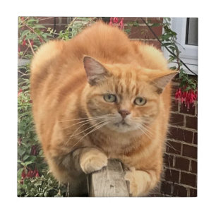 Ginger Cat Grumpy