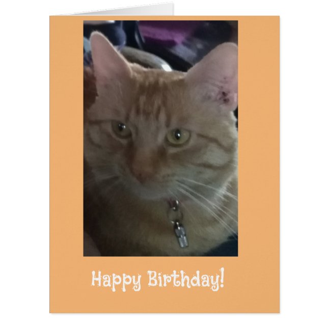 Ginger Cats de cartões de aniversários (Frente)