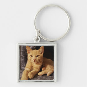 Ginger Orange Tabby Cat Chaveiro