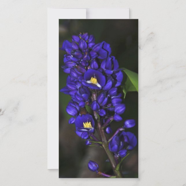 Ginger Roxo (Frente)