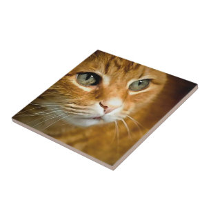 Ginger Tabby Cat Posicionando Retrato