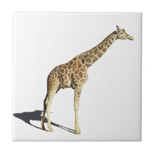 Girafa
