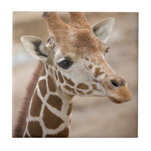 Girafa