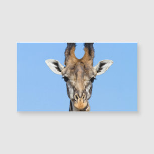 Girafa