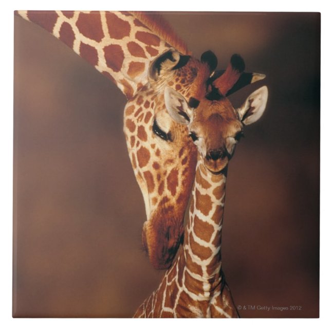 Girafa adulto com vitela (camelopardalis do (Frente)