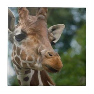 Girafa Amava a Vida Selvagem