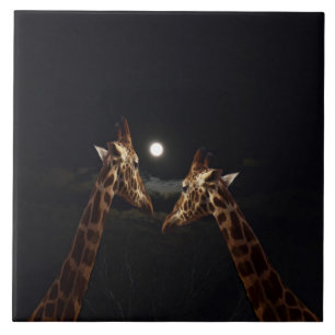 Girafa Amor Ao Luar,