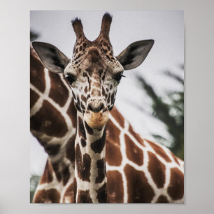 Girafa cabeça Girafa impressão Afro