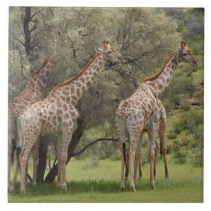 Girafa, camelopardalis do Giraffa, Kgalagadi 2