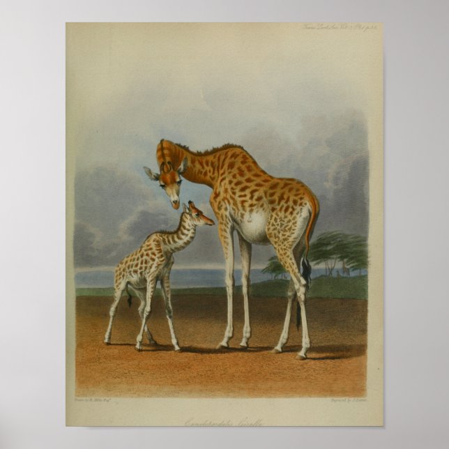 Girafa com Calf Vintage Impressão Savanna (Frente)