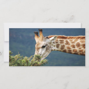 Girafa comendo algumas folhas