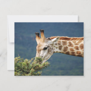 Girafa comendo algumas folhas