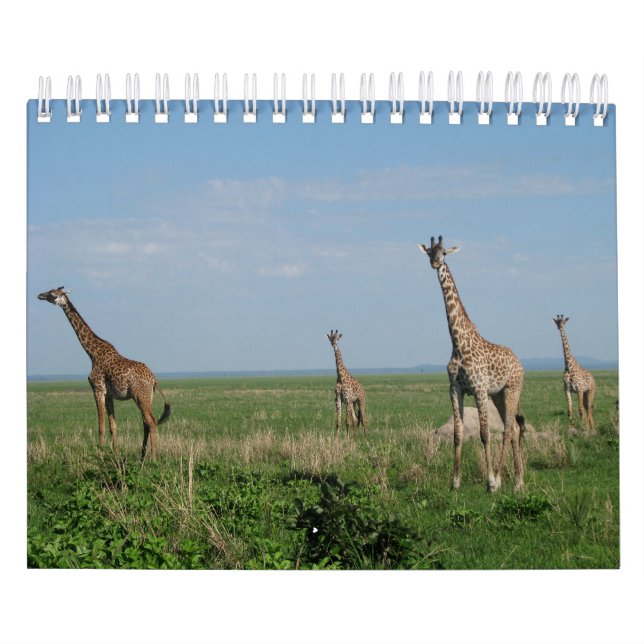 girafa de calendário (Capa)