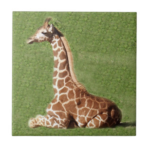 Girafa do bebê