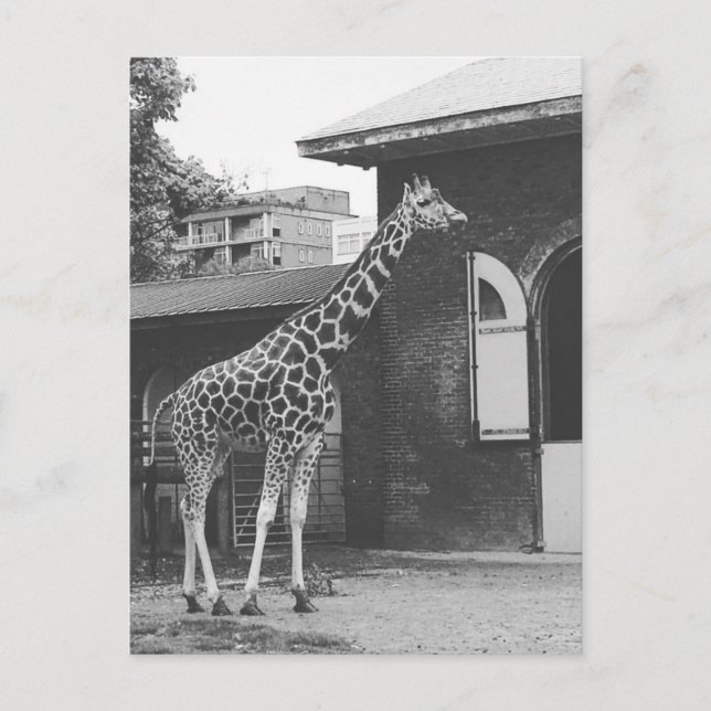 Girafa em cartão postal original de Londres (Frente)