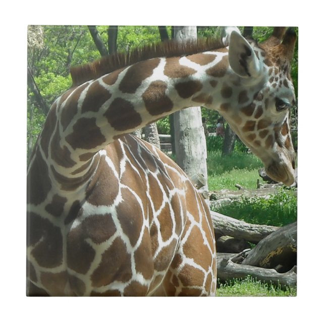 Girafa Graciosa (Frente)
