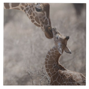 Girafa, Kenya, África