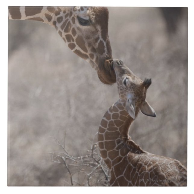 Girafa, Kenya, África (Frente)