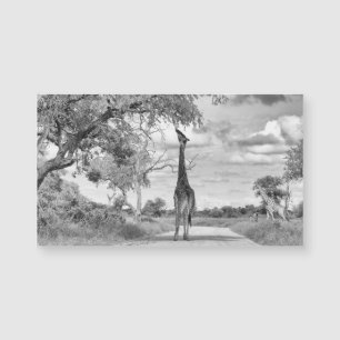 Girafa na estrada