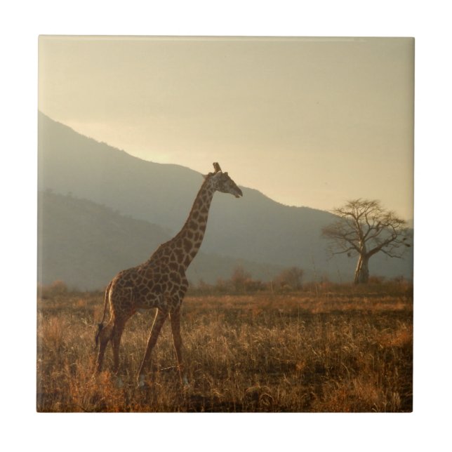 Girafa na Savana (Frente)