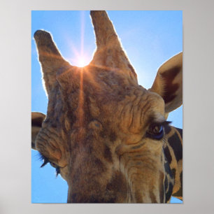 Girafa Olhe Para Mim Impressão De Arte Fotográfi