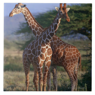 Girafa Reticulated 2