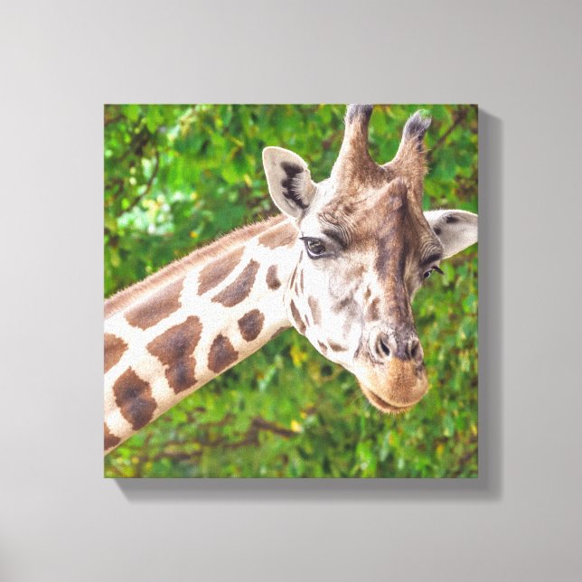 Girafa - Retrato - Canvas (Frente)