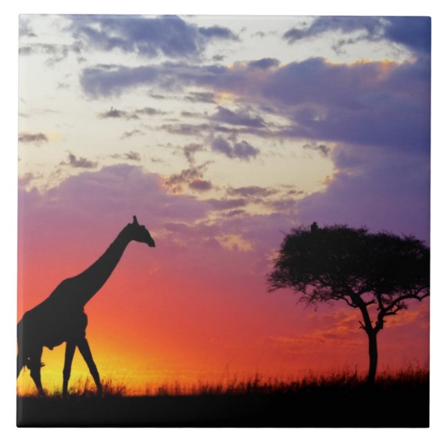 Girafa silhuetada ao nascer do sol, Giraffa (Frente)