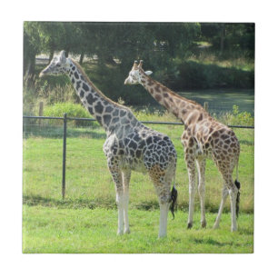Girafas incríveis