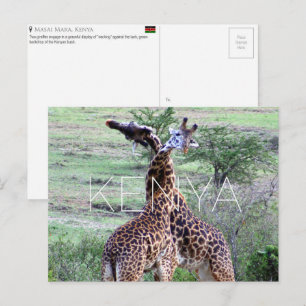 Girafas no Masai Mara, Quênia Cartão Postal de Via