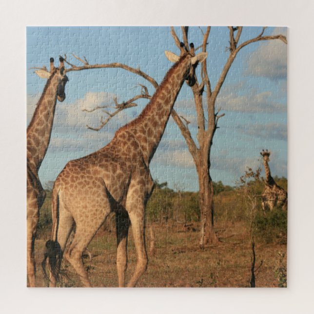 Girafas Quebra-cabeça de 20" x 20" (Vertical)