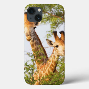 Girafas se destacam da vegetação
