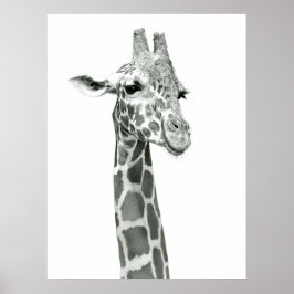 Giraffe Drawing Poster