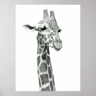 Giraffe Drawing Poster