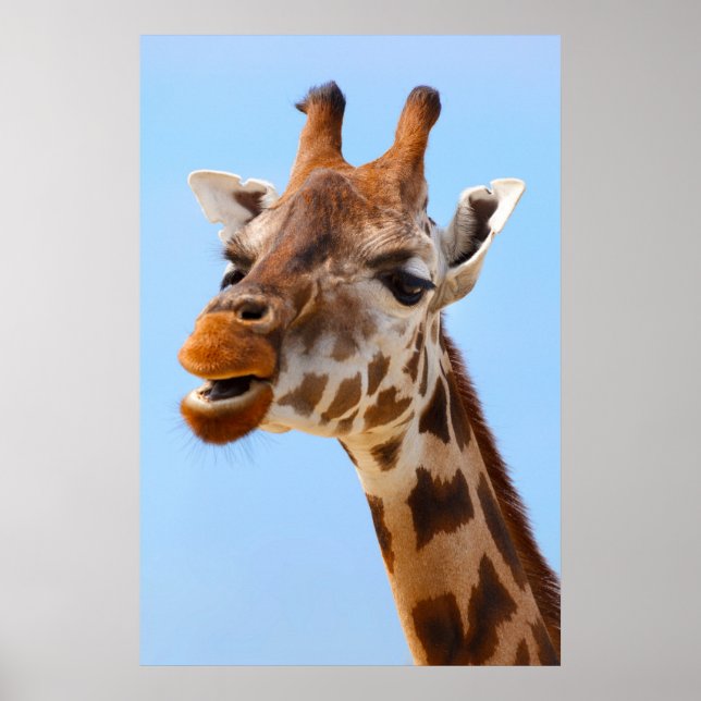 Giraffe Portrait poster (Frente)