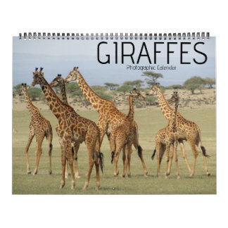 giraffe safari 2025 grande calendário