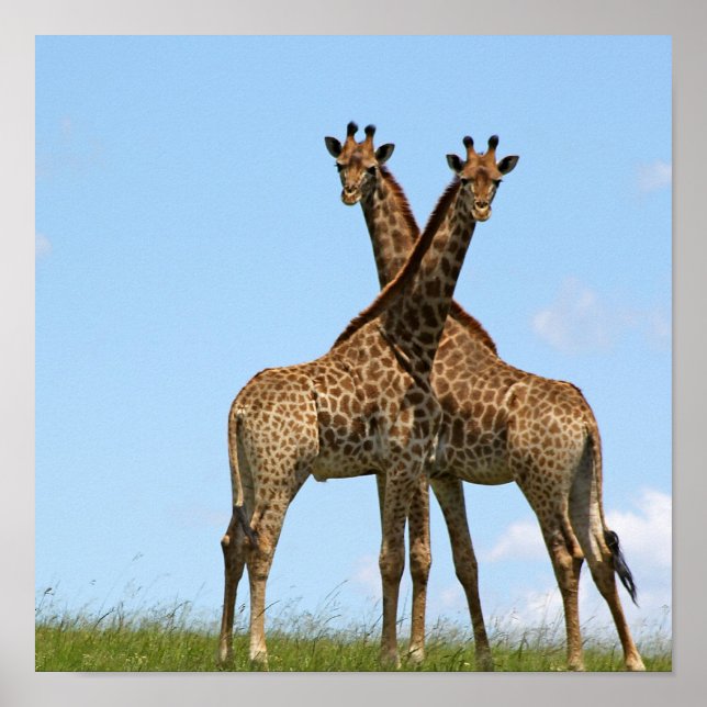 Giraffe Twins Poster (Frente)