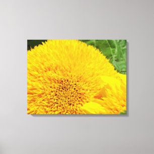 Girassóis Canvas Impressões de arte Painéis amarel