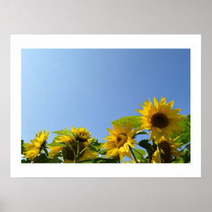 Girassóis e Poster de sol