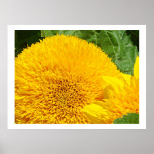Girassóis Flores Impressões de Arte Fina Amarelas