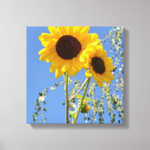 Girassóis no impressão das canvas do céu