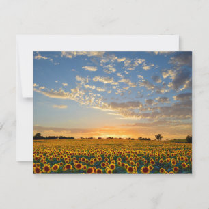 Girassóis no Sunset